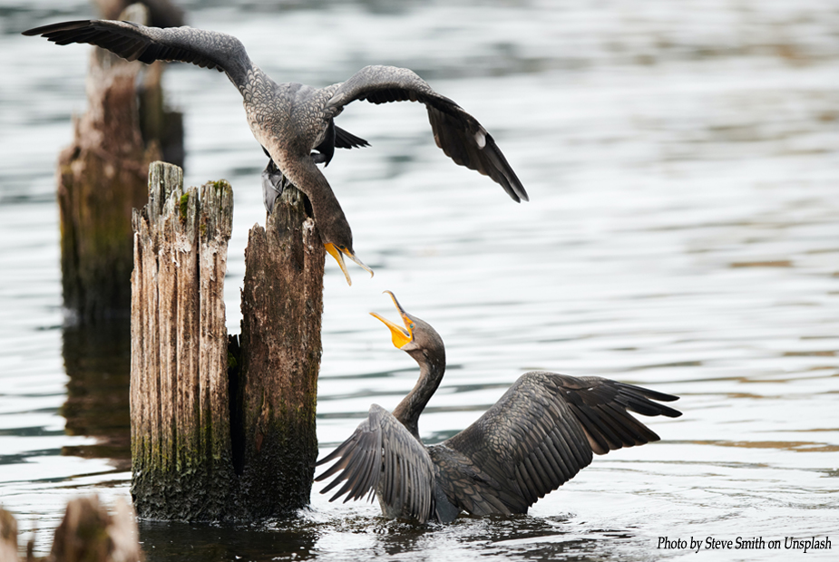 Birds Fighting Image