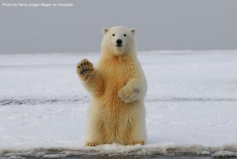 Polar bear